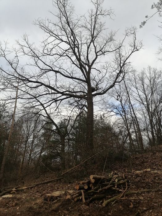 Sprzedam olszyne ,dąb dłużyca