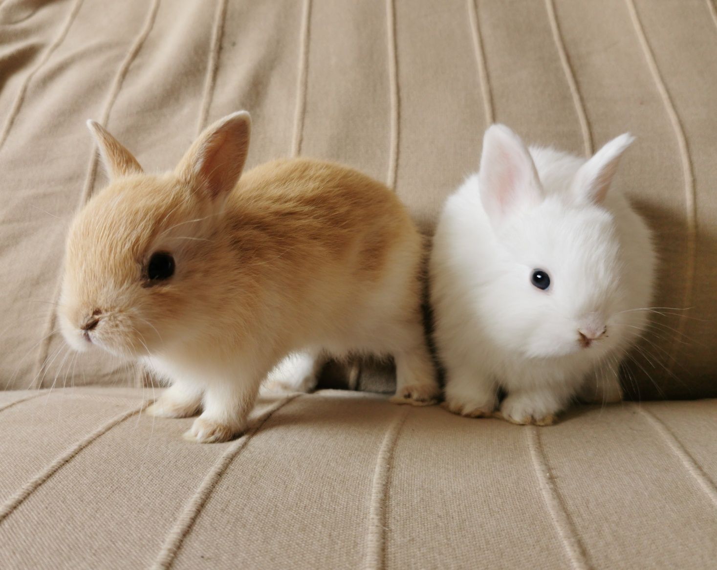 KIT Coelhos anões minitoy e mini holandês muito fofos