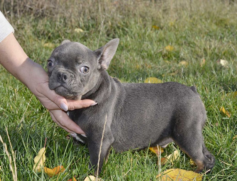 Хлопець міні в блакитному забарвленні