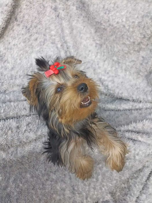 Йоркширський тер'єр