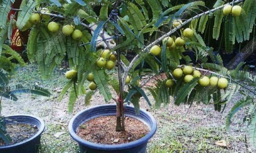 5 Sementes de Groselha Indiana (Amla)