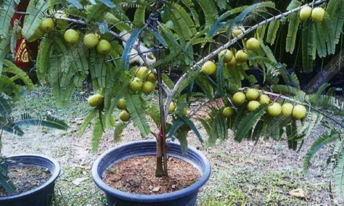 Sementes de Groselha Indiana (Amla)