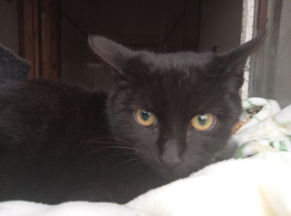 Kocurek Skrzek szuka domu