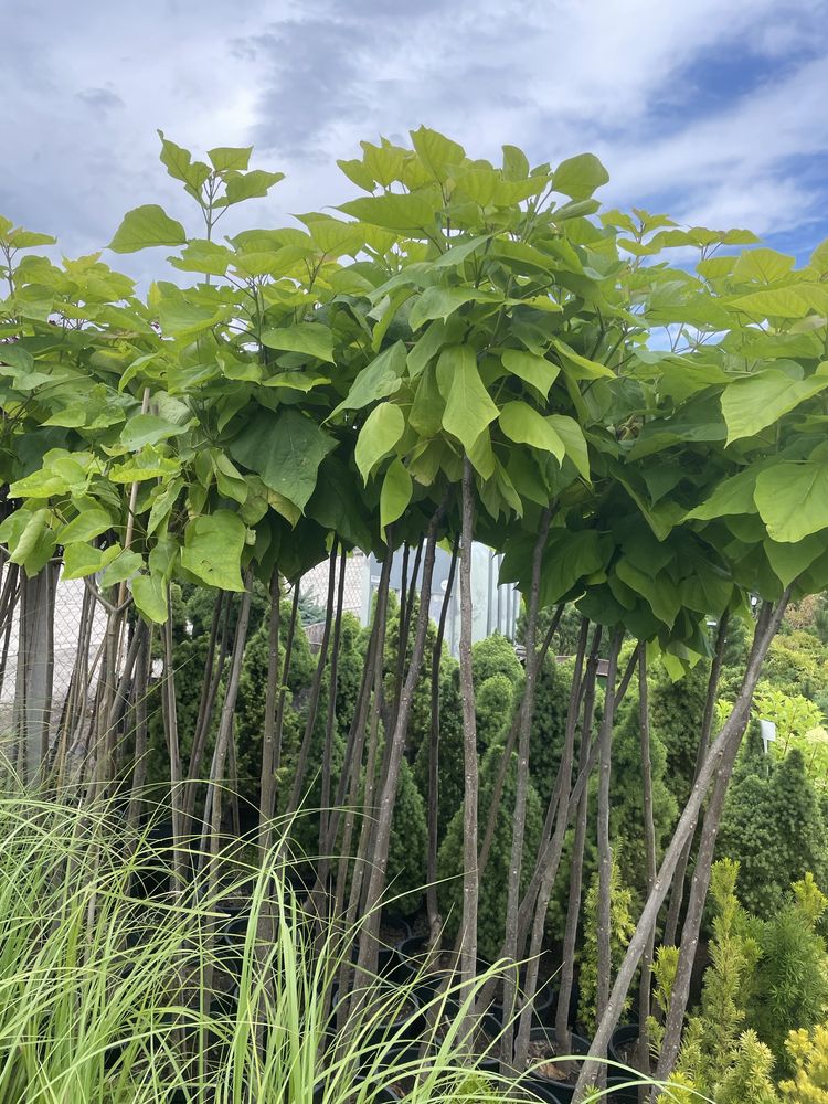 Sprzedam  Catalpa