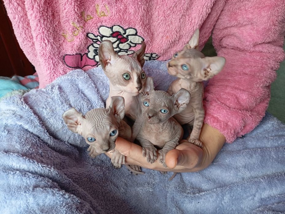 Ельфики Двельфики малиші готові до броні