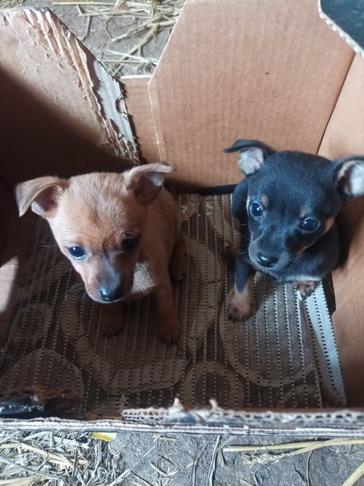 Sprzedam szczeniaka rasy pinczer miniatura