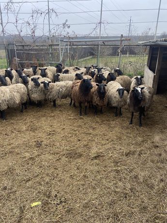 Вівці романівськоі породи
