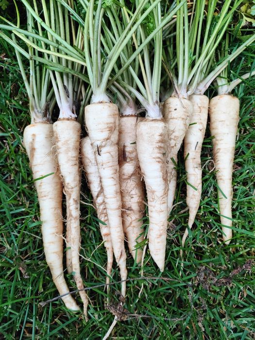 Pietruszka 5 kg WYSYŁKA OD ROLNIKA