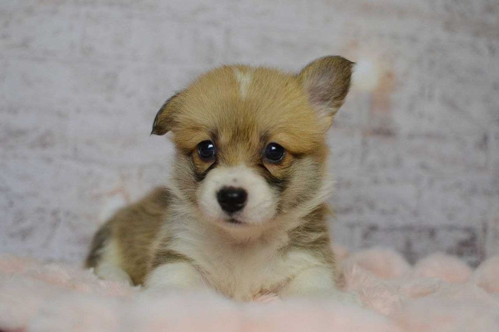 Welsh Corgi Pembroke - sunia