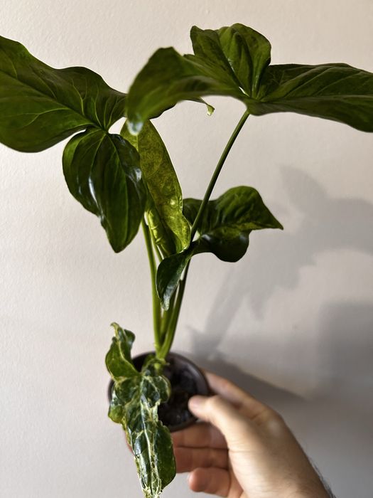 Syngonium Mojito