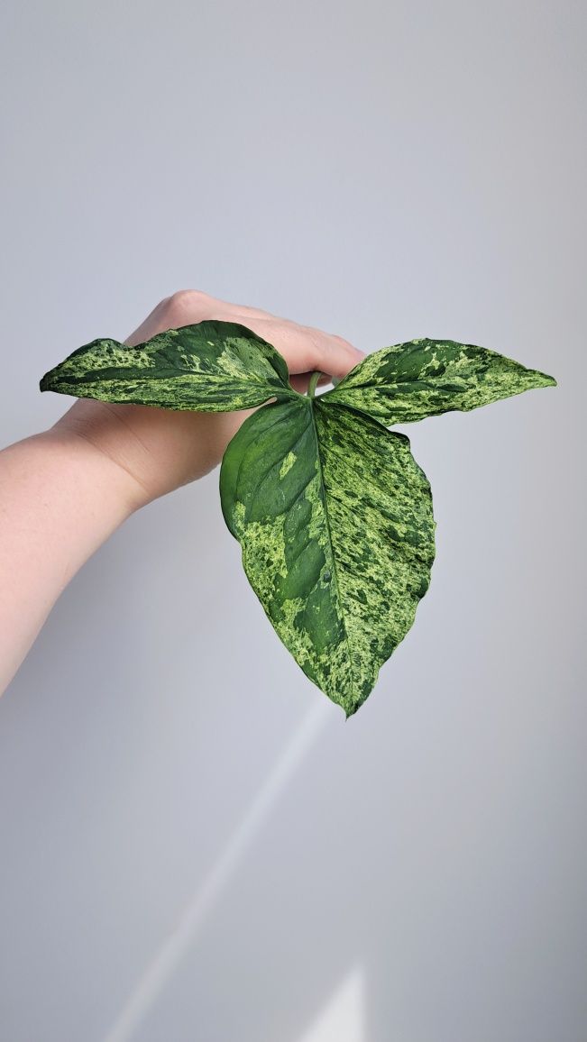 Syngonium Mottled Mojito duże liscie