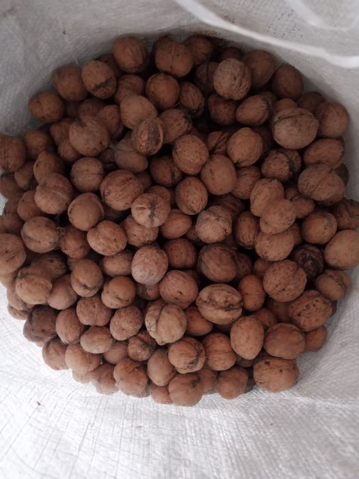 Продам грецький горіх