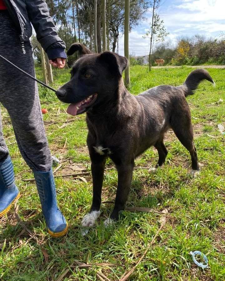 Pantufa- cachorra de porte médio para adoção