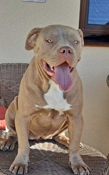 american bully  xl  suczka 9 miesiecy lilac abkc
