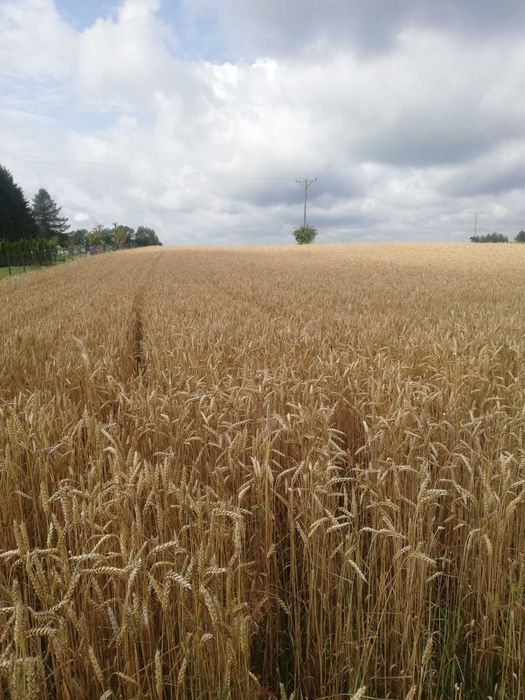 pszenica zbiór 2025