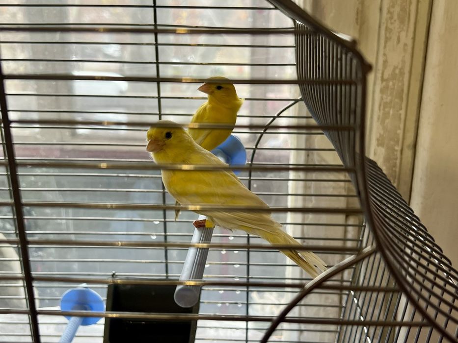 Продам клетку для Конора!!! Срочно!!!