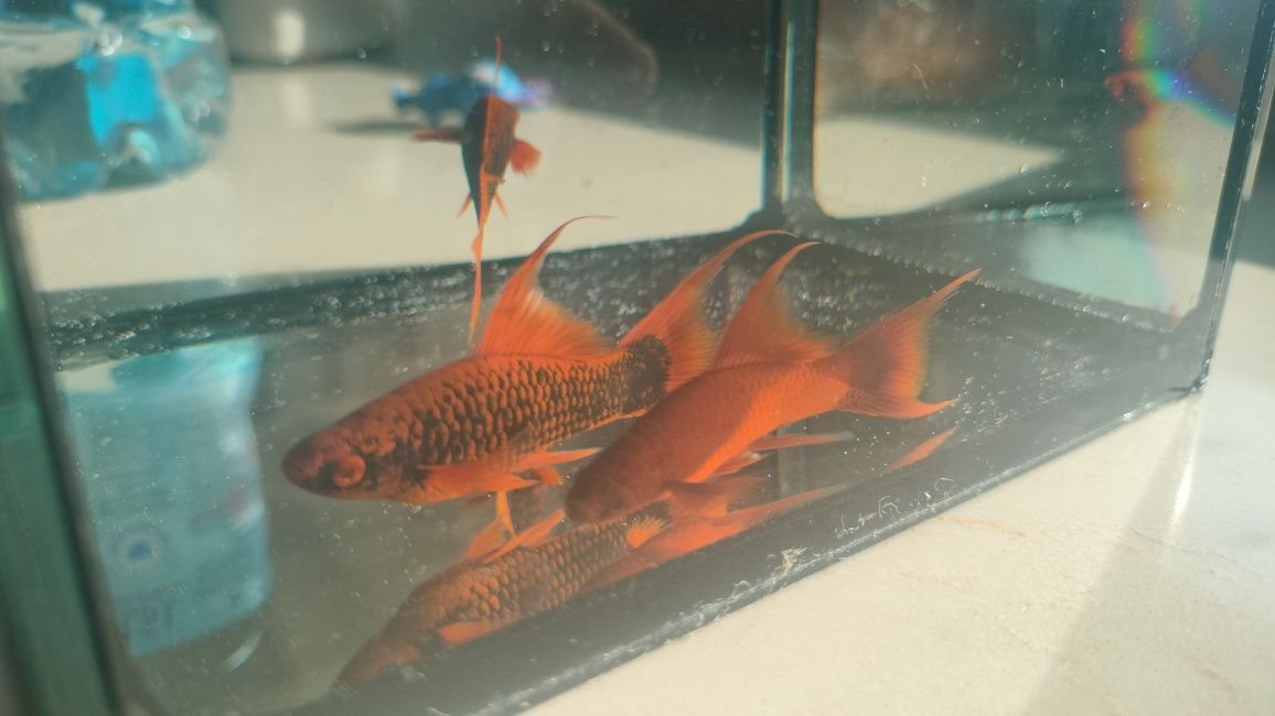 Samce Red Alpha, Ruby Red mieczyk/mieczyki