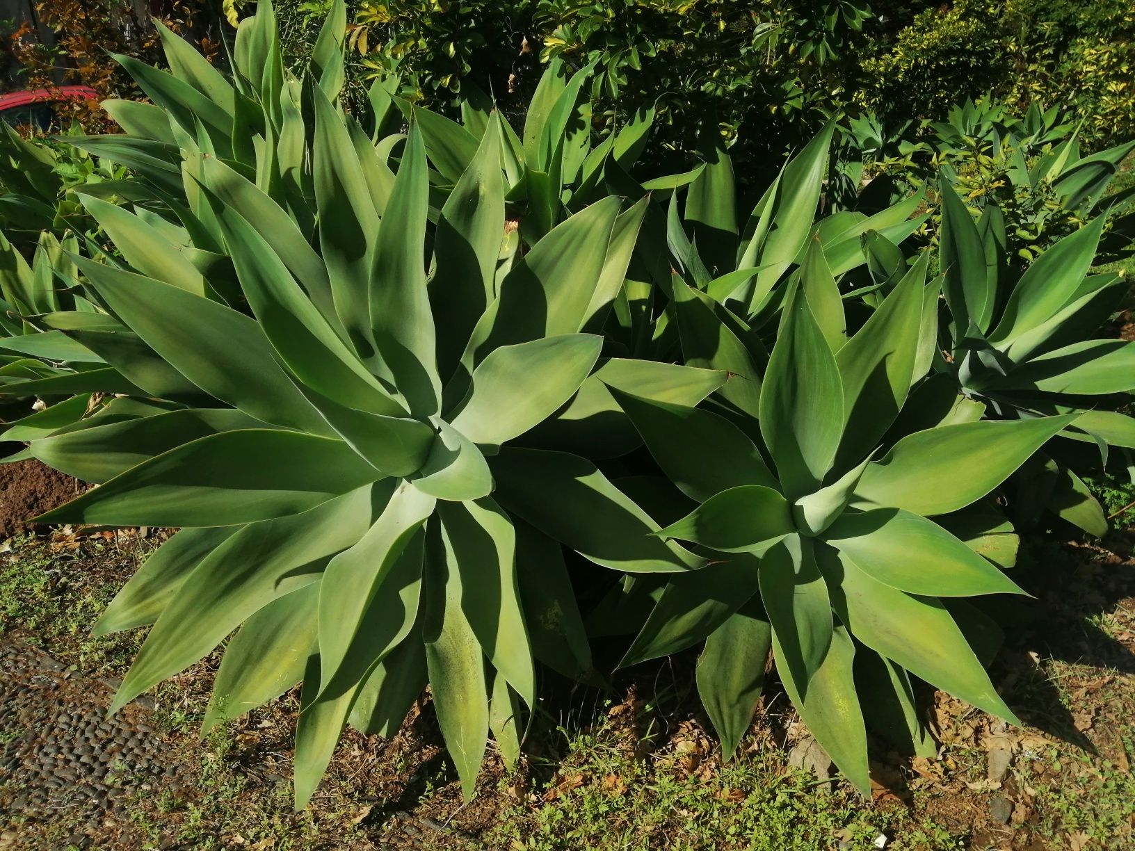 Vendo Agave Dragão