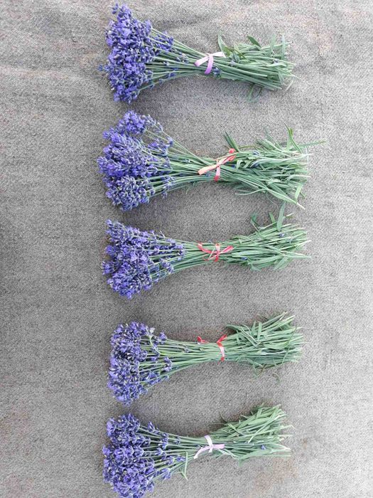 Лаванда букетики