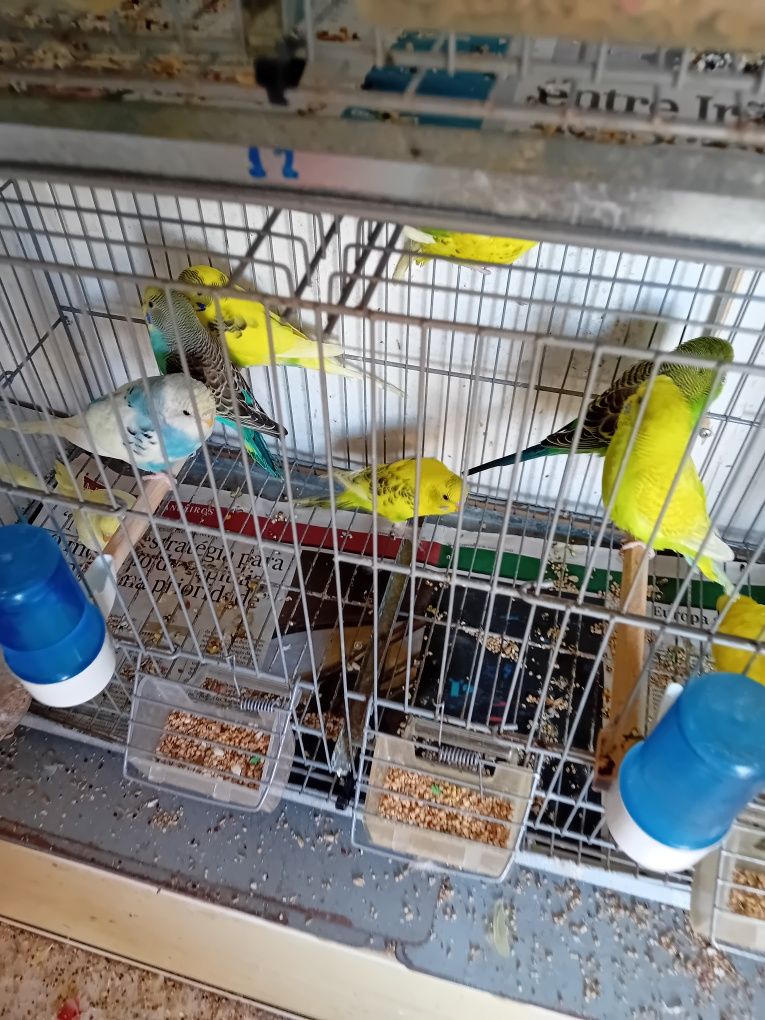 Vendo piriquitos
