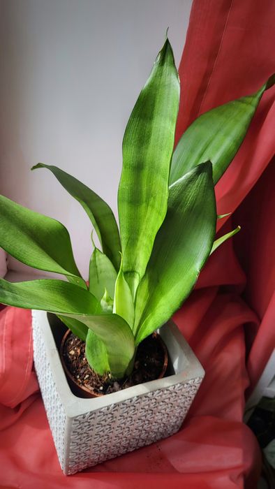 Сансевієрія, сансев'єра муншайн, sansevieria moonshine