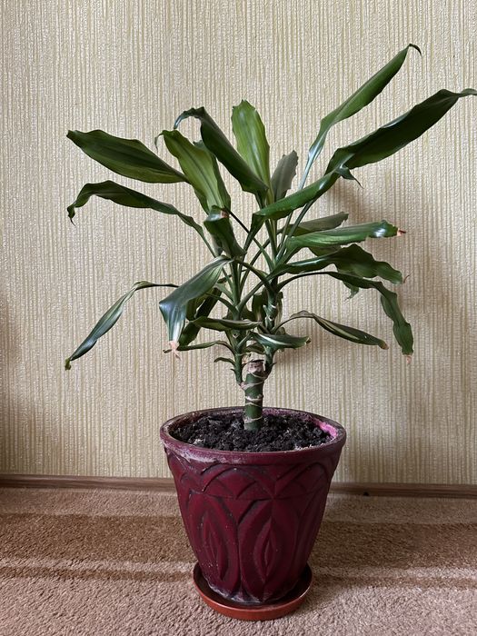 Драцена запашна, Dracaena fragrans