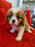 Cavalier piesek z rodowodem