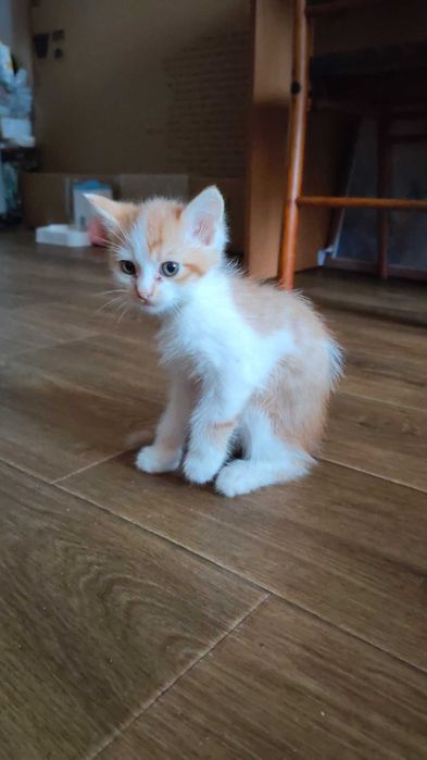 Рудий котик шукає дім