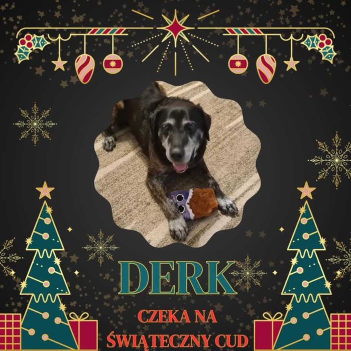 Derk najsłodszy pies ze schroniska w Tomarynach