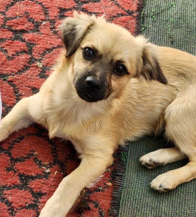 Отдам даром в добрые руки собачек метисы мелкой породы