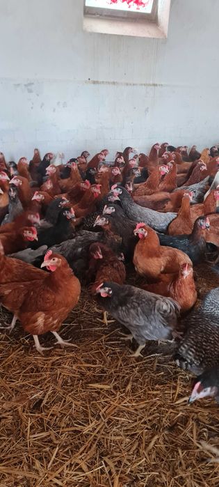 NIOSKI kury wszystkie rasy od 10 do 26 tyg. Jajka z wolnego wybiegu !