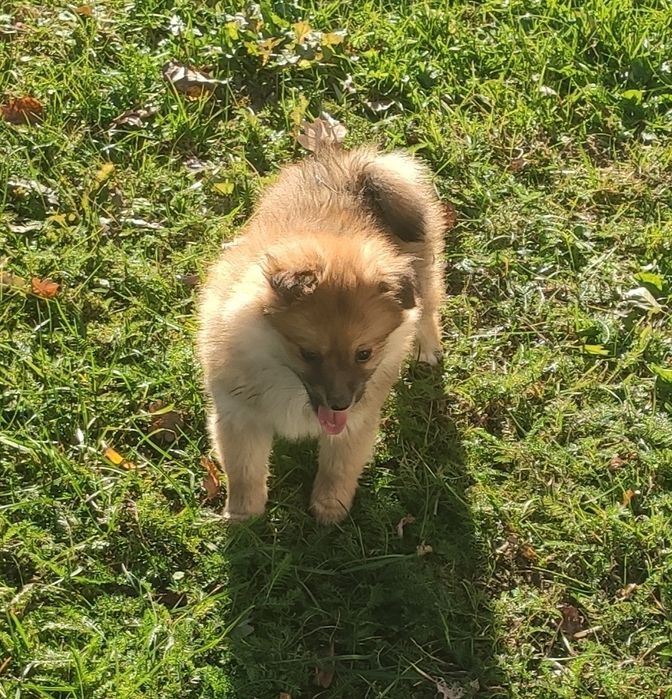 Szpic średni suczka