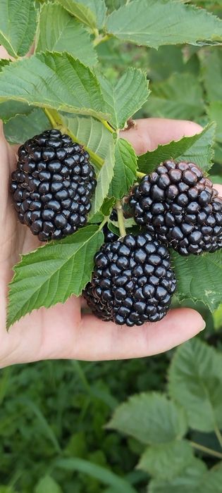 Ремонтантна не колюча ожина !