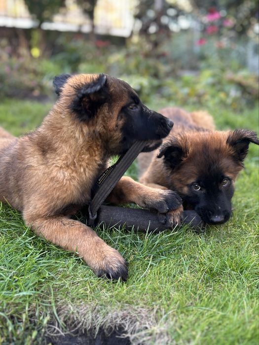 Owczarek Belgijski Malinois