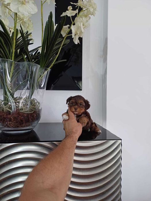 Yorkshire Terrier Miniatura FEMEA CHOCOLATE AFOGUEADA