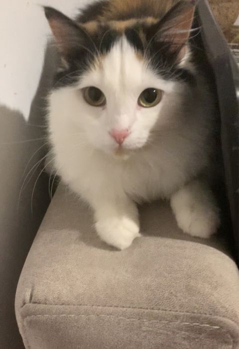 Кошка кошечка котенок