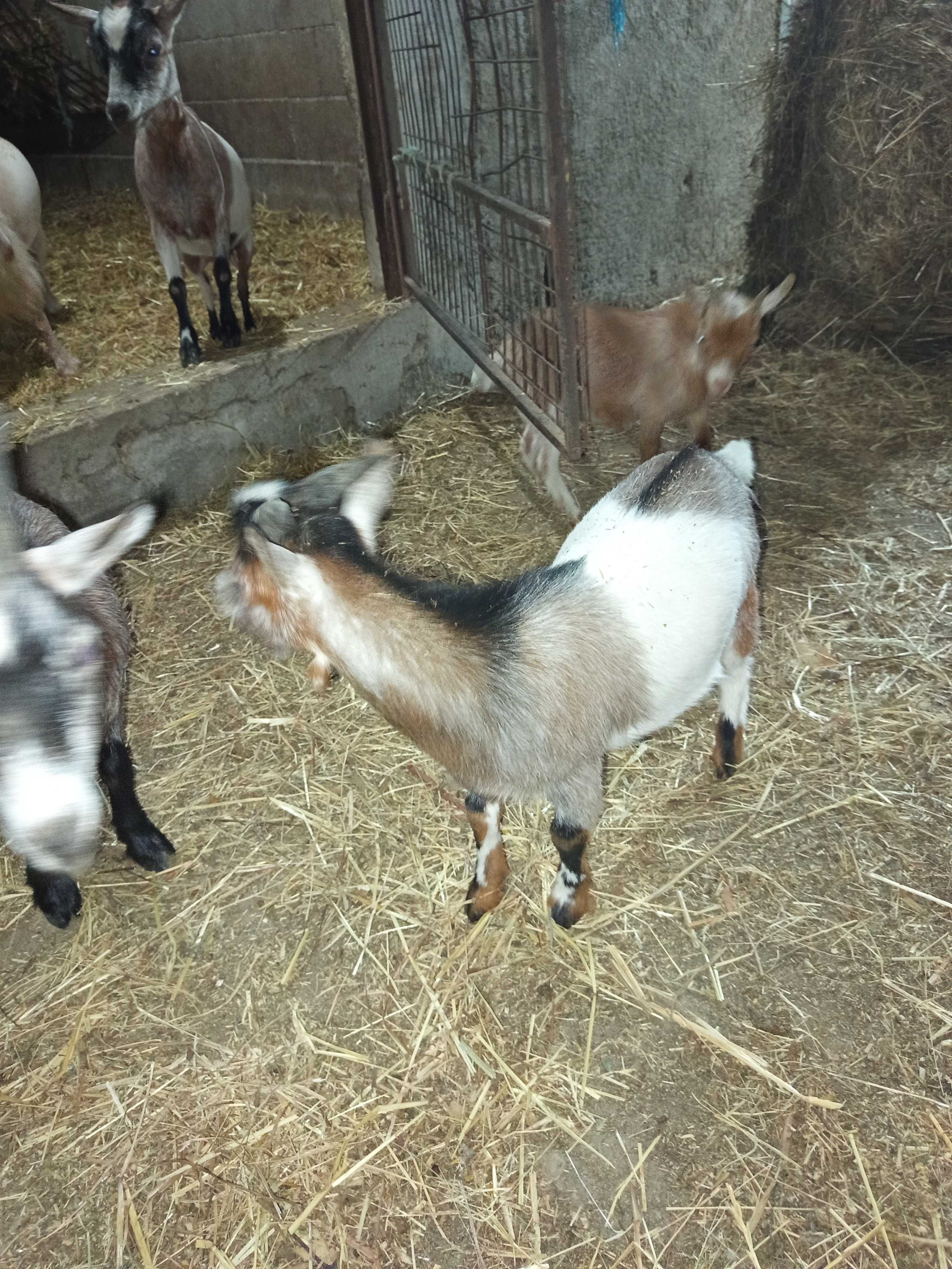 Vendo cabras micro anãs