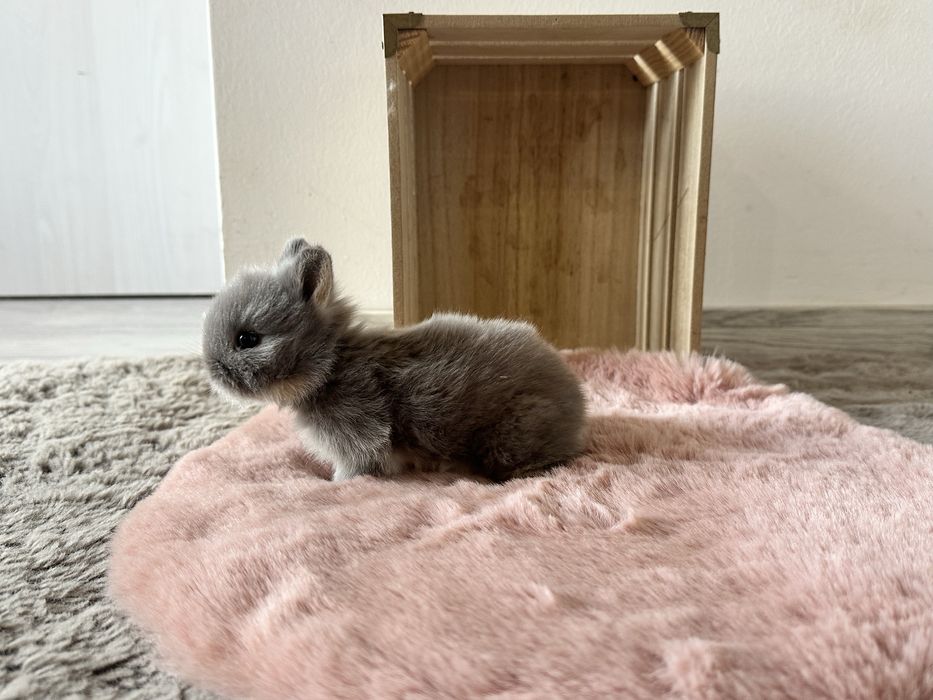 Króliczki Karzełki Teddy Miniaturki Długowłose