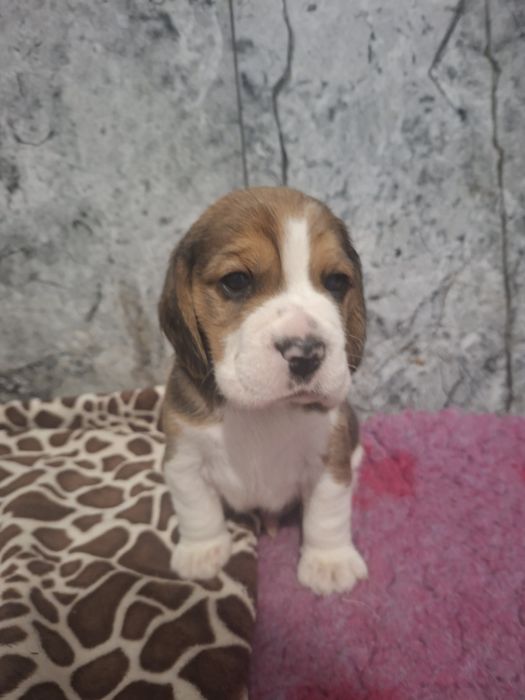 Beagle piesek szczeniak po championach okolice Poznania
