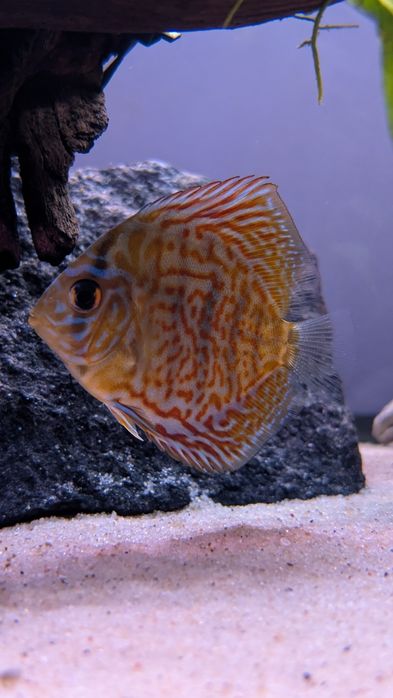 Paletki red turquoise 5sztuk