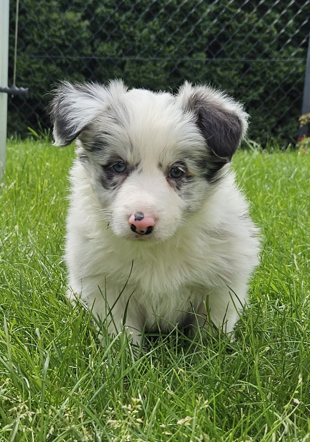 Border collie blue merle