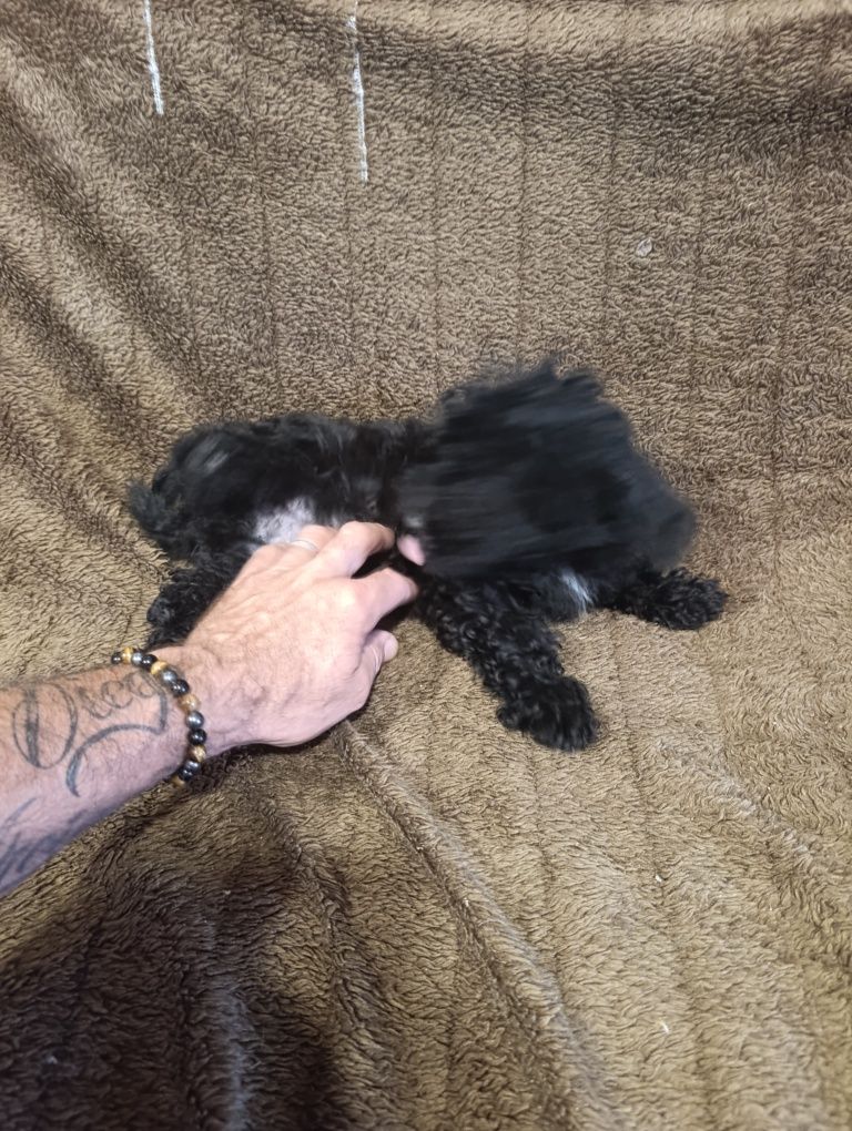 Lindo caniche toy macho