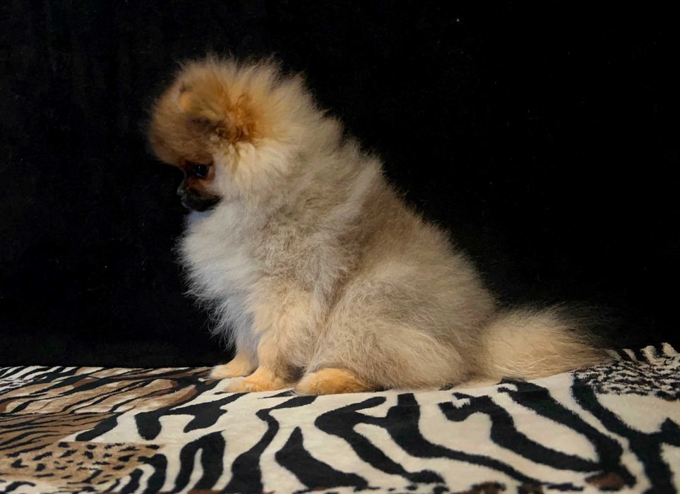 Szpic miniaturowy, Pomeranian - REZERWACJA