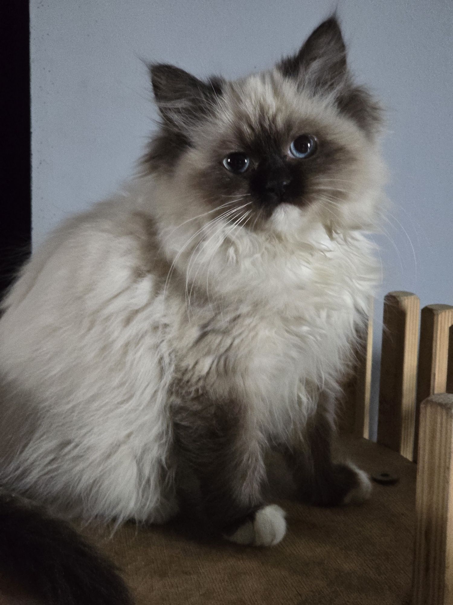 Ragdoll kot 3 msc