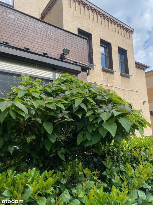 DOM/biurowiec wolnostojący