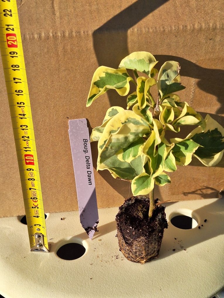 Bugenwilla  Variegata Delta Dawn