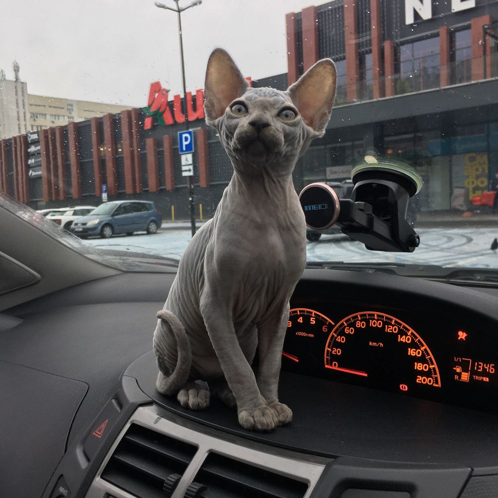 Канадский сфинкс , canadian sphynx , naked