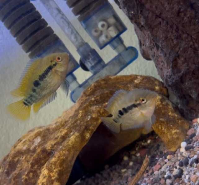 Troco por guppys