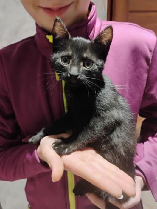 Oddam 4 kotki czarne