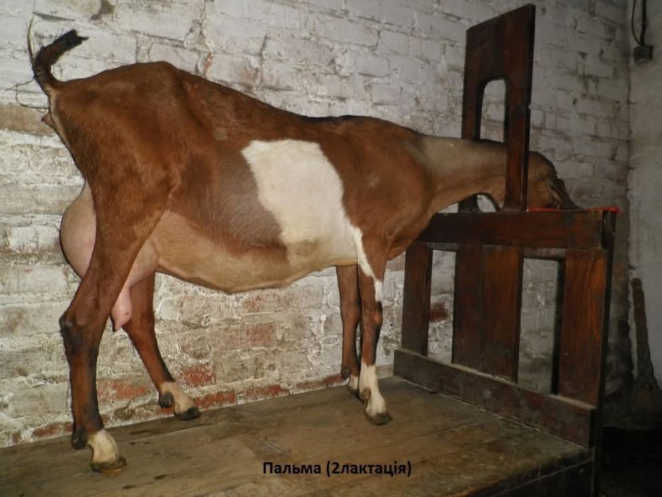 Козел цап Англо нубійський